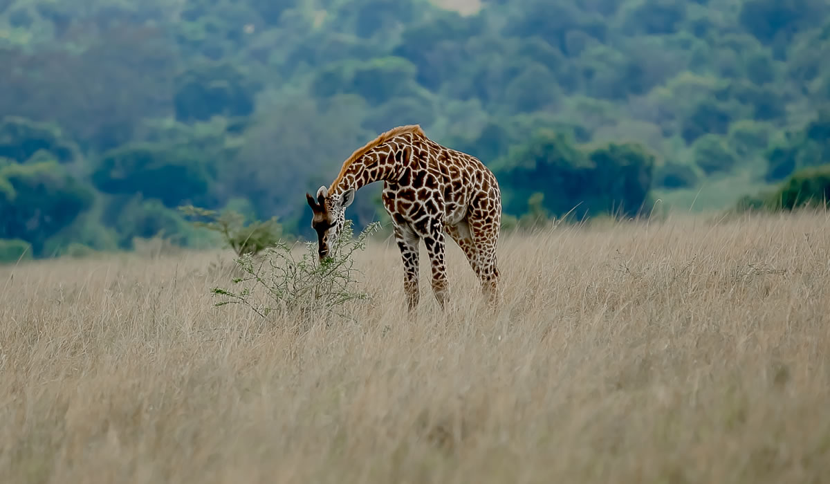 Akagera National Park