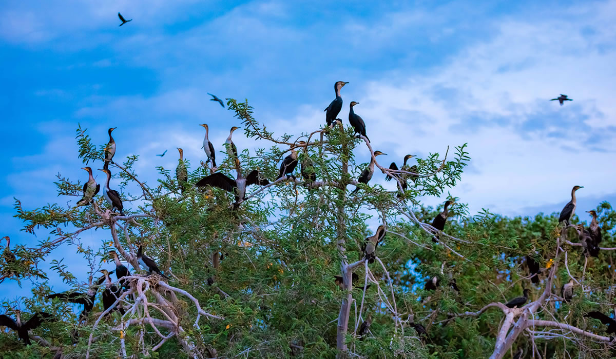 Bird Watching Tours in Rwanda