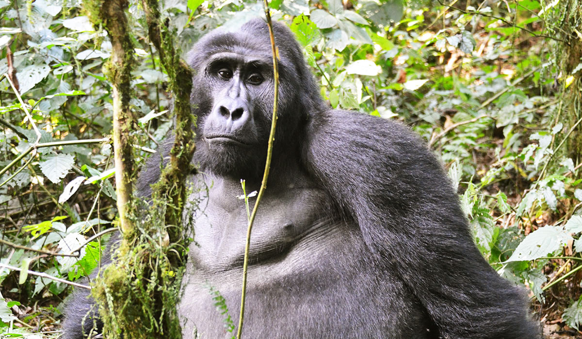 Bwindi Impenetrable National Park