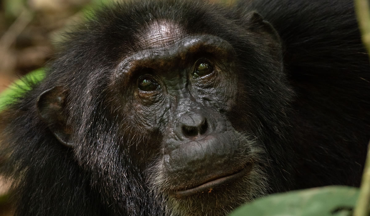 Chimpanzee Tracking in Nyungwe Forest National Park