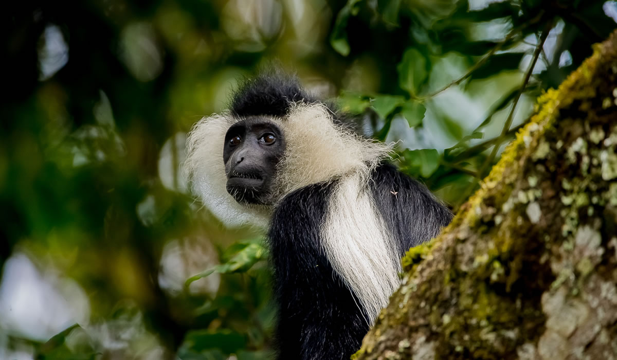 Colobus Monkey Tracking in Nyungwe Forest