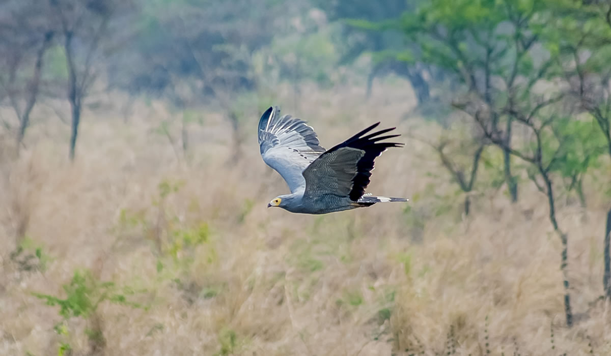 Gishwati-Mukura National Park