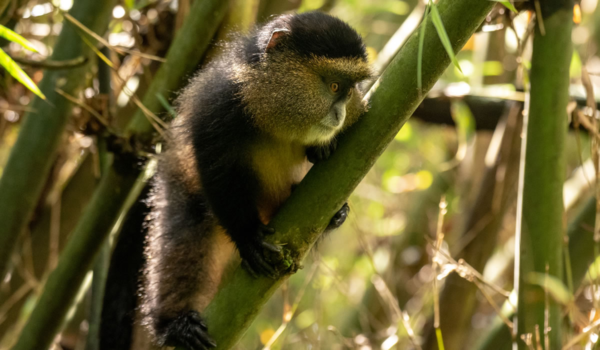 Golden Monkey Tracking in Volcanoes National Park