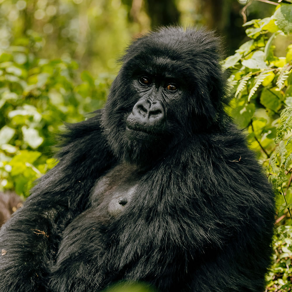 Wanderwort Safaris