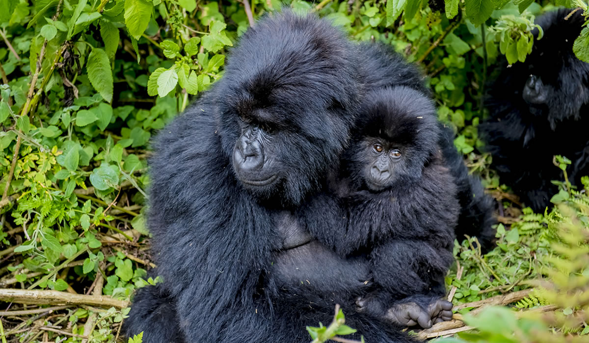 Gorilla Trekking in Volcanoes National Park