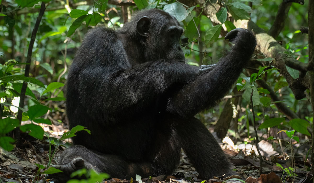 Kibale Forest National Park
