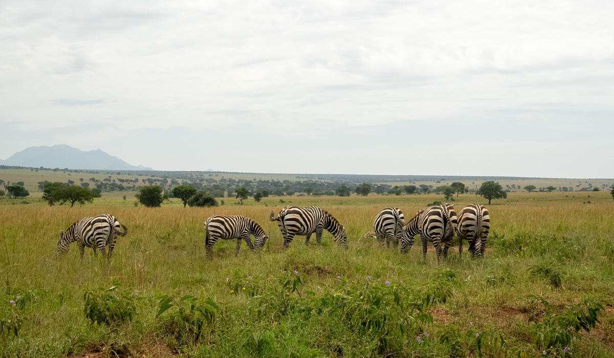 Kidepo Valley National Park