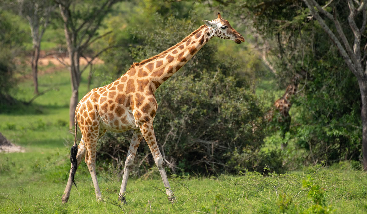 Lake Mburo National Park