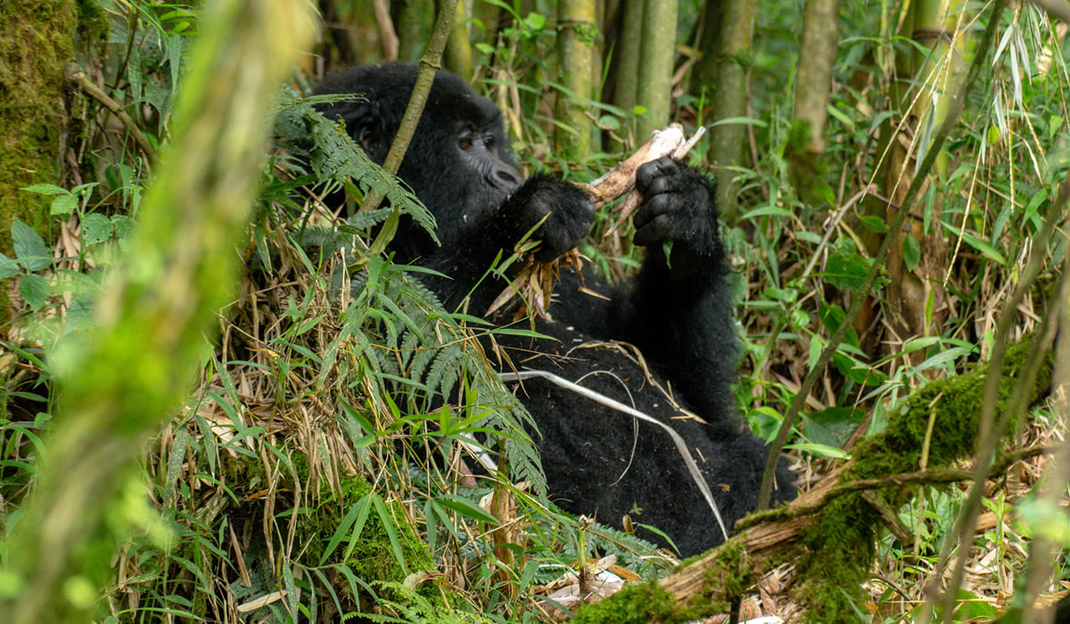 Mgahinga Gorilla National Park