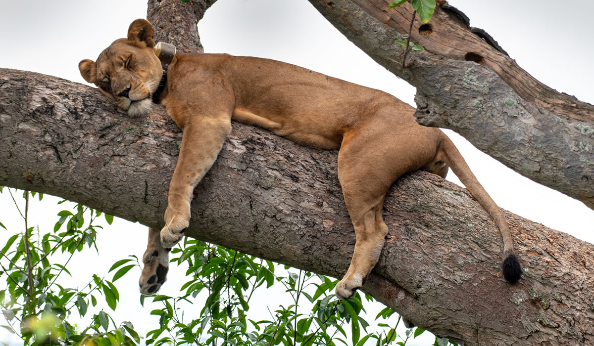 Queen Elizabeth National Park