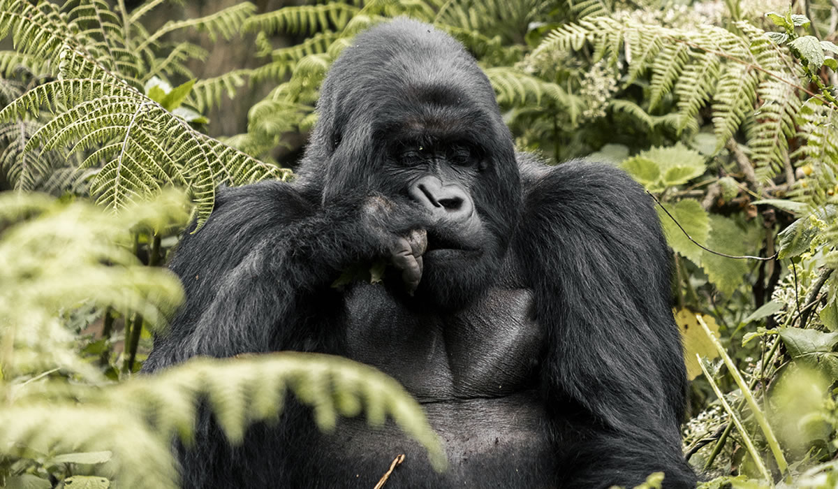 Gorilla Trekking Experience in Rwanda