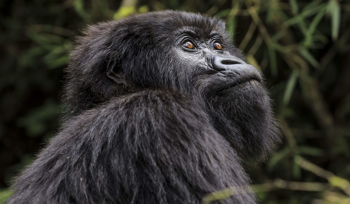6 Days Primates and Volcanoes Rwanda Adventure, About Us