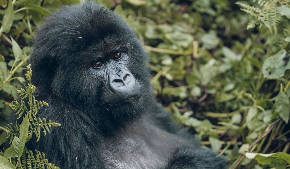 Gorilla Trekking in Bwindi Impenetrable National Park