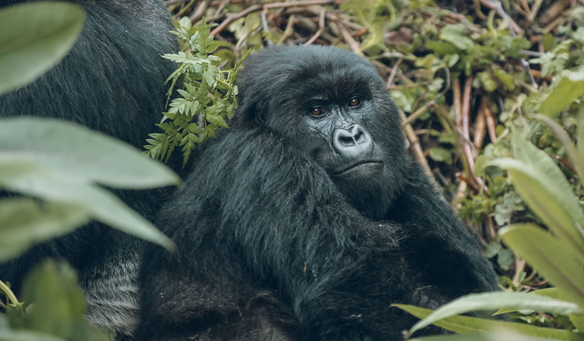 Best Time to Visit Rwanda for Gorilla Trekking